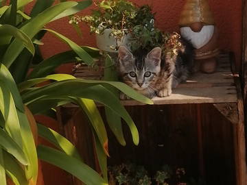 Chambre Chez L'habitant Puilboreau 253725-5