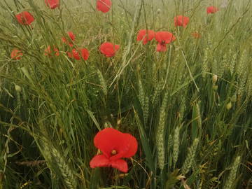 Chambre Chez L'habitant Puilboreau 253725-8