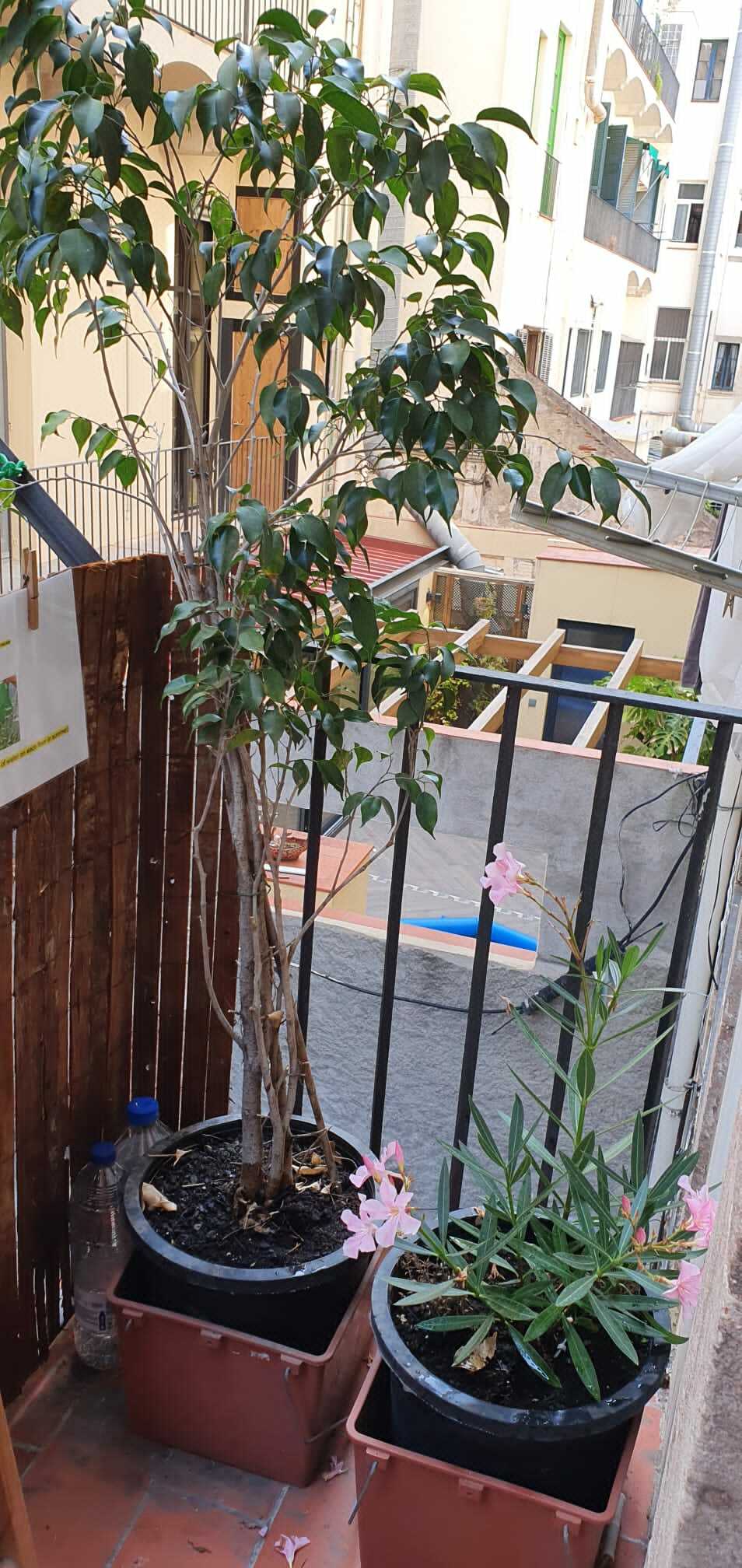 Homestay Barcelona 241631