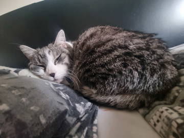 Homestay Grenoble 332598-5