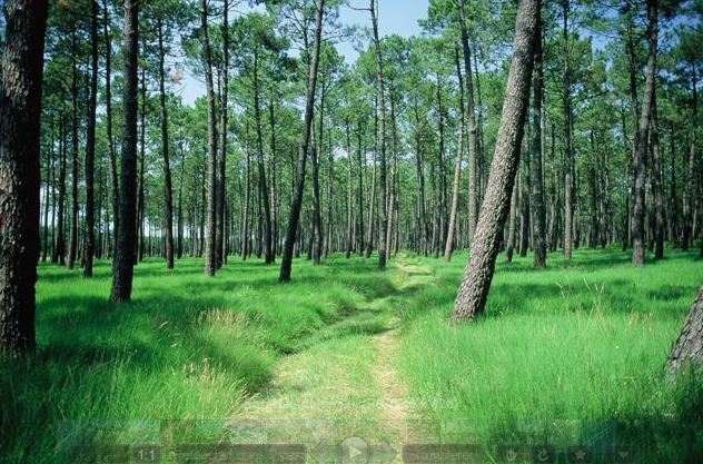 Monolocale Indipendente La Teste-de-Buch 65642