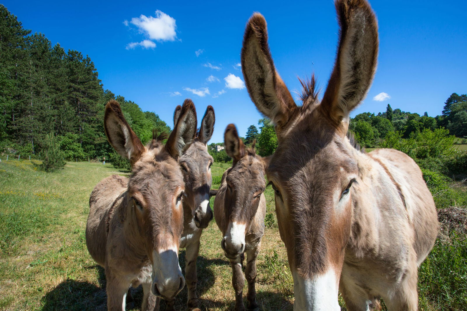 Bed And Breakfast Forcalquier 94541