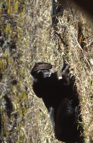 Famiglia Afton 24425