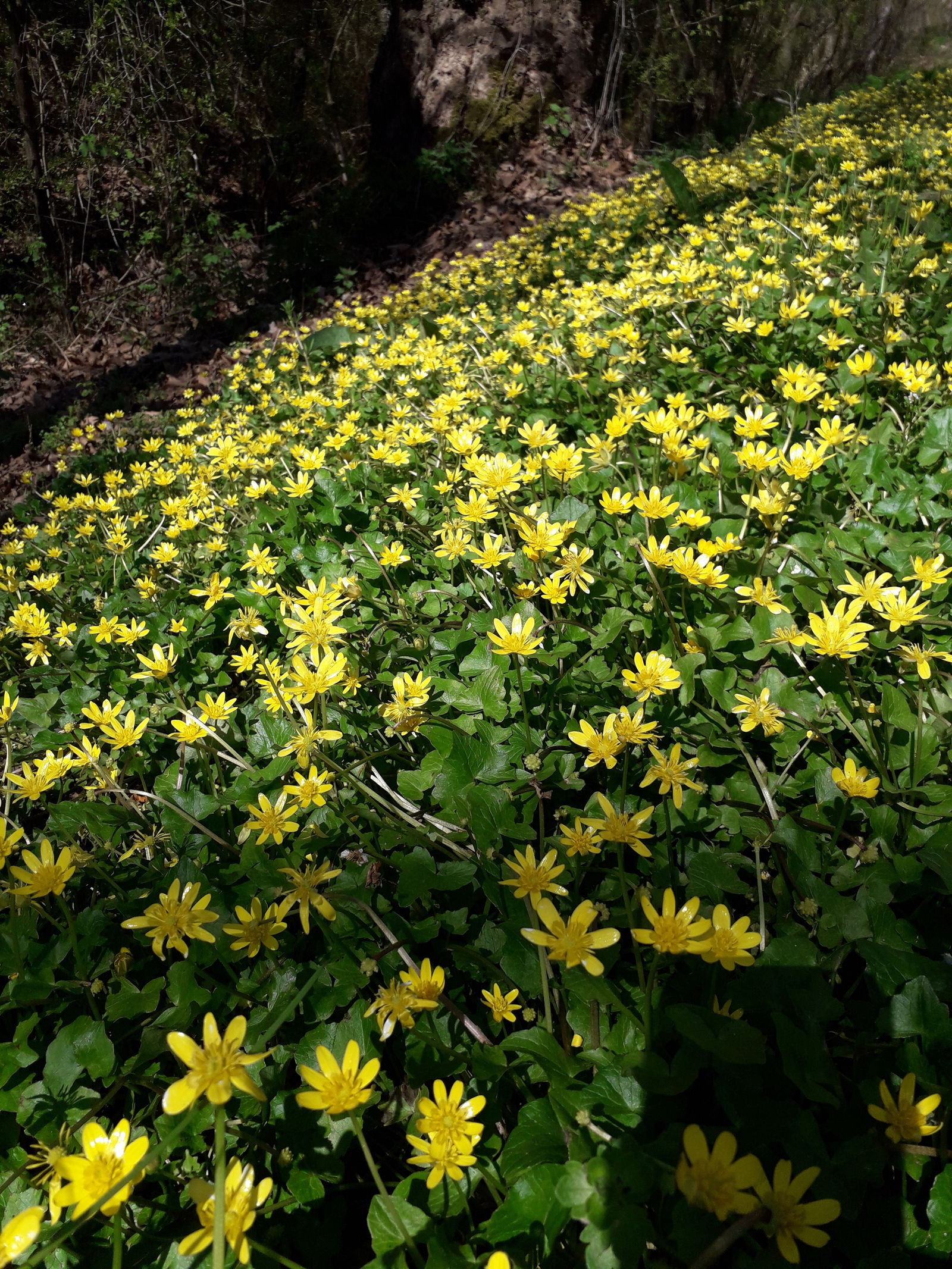 Famiglia Saint-Maurice-Montcouronne 90351