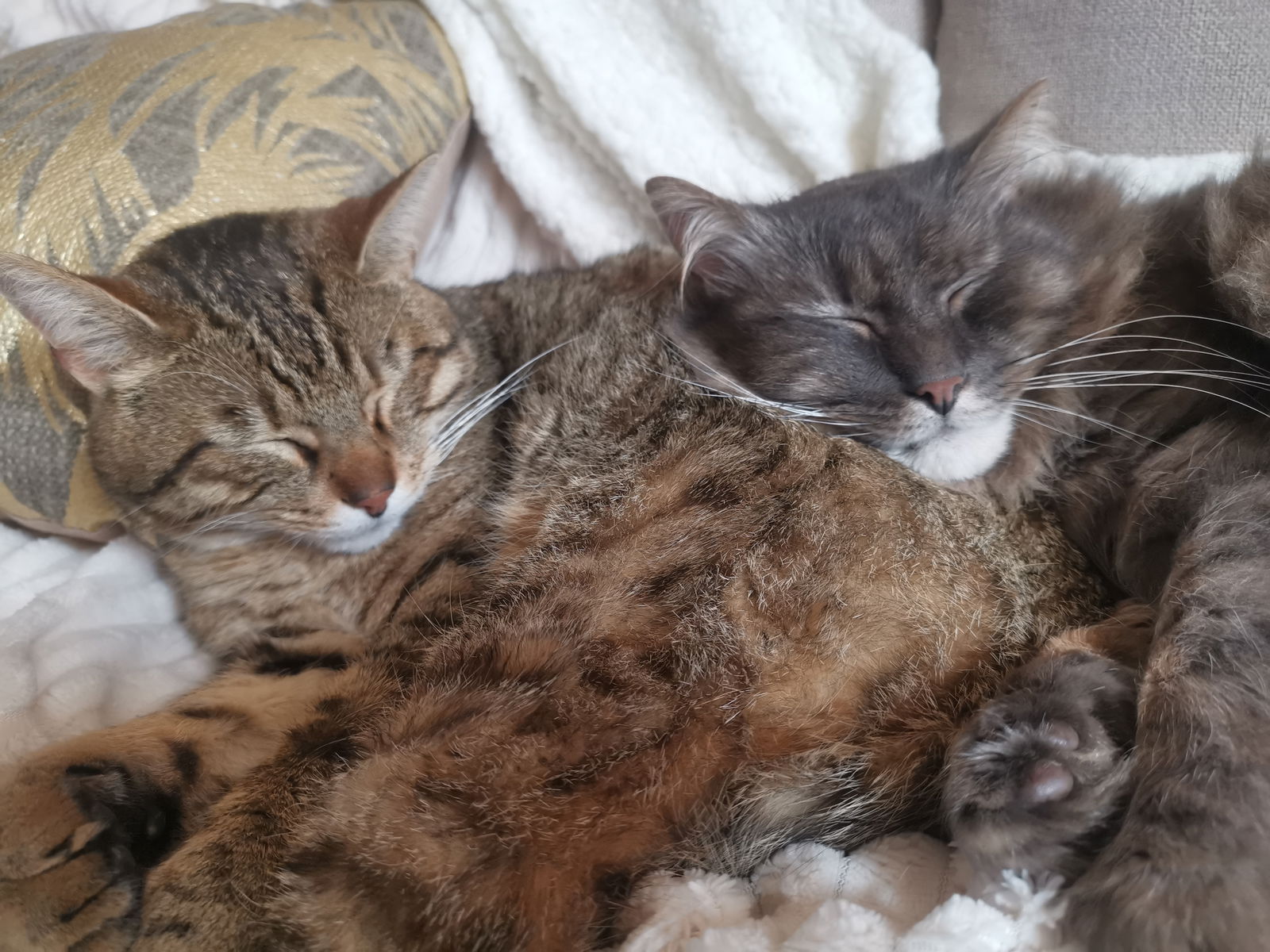 Famiglia Bédée 247633