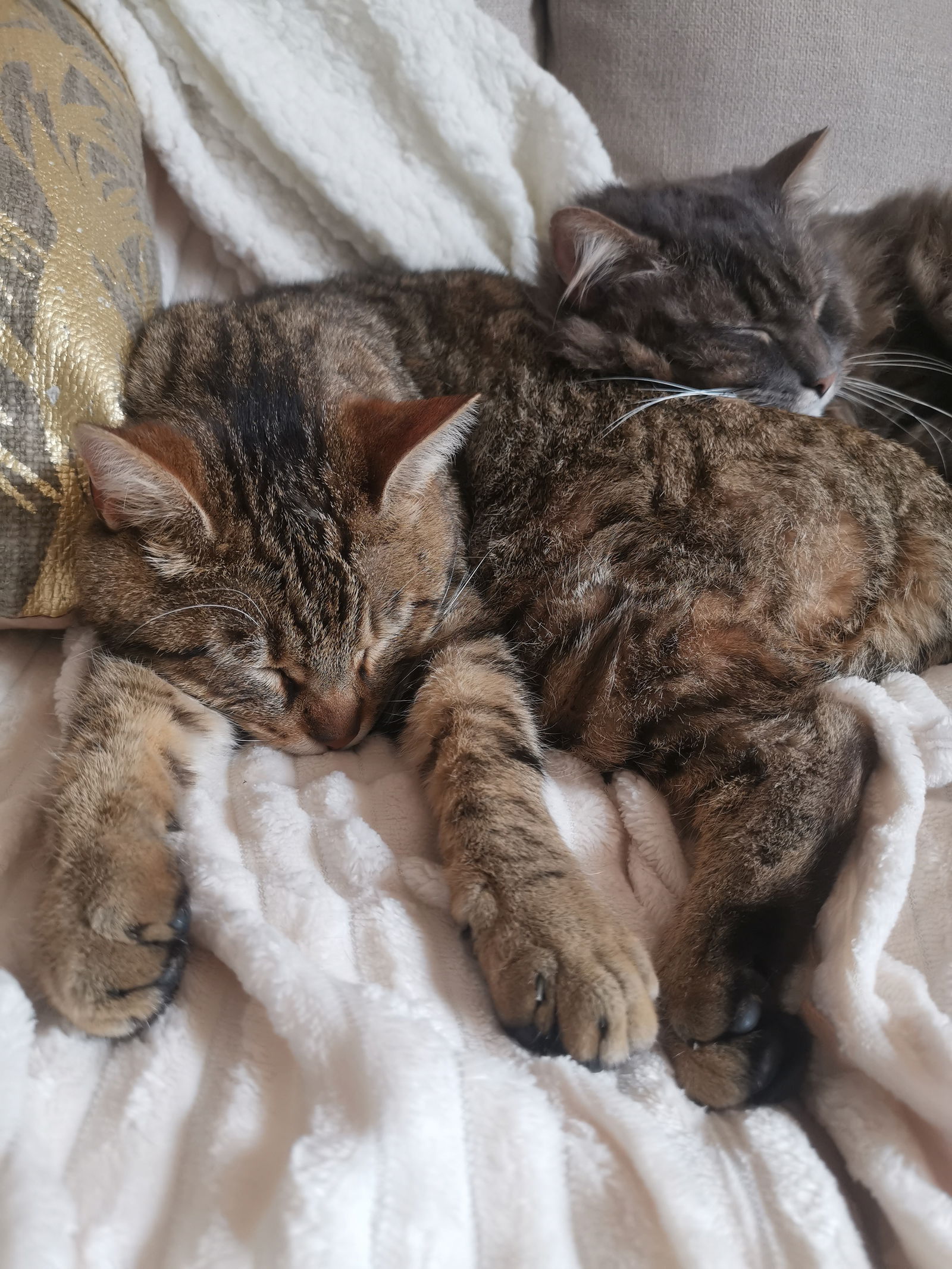 Famiglia Romillé 265613