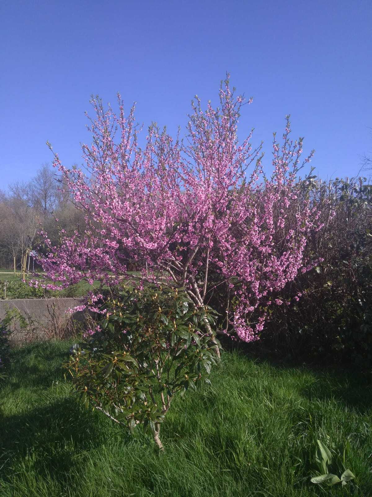 Famiglia Lorient 358743