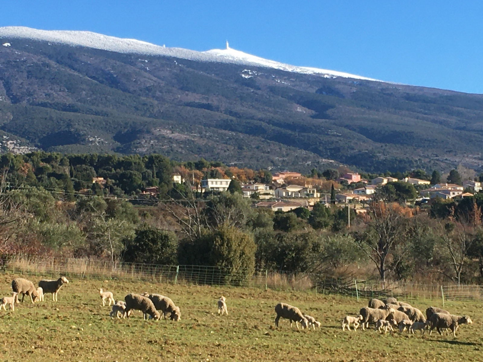 Famiglia Carpentras 244385