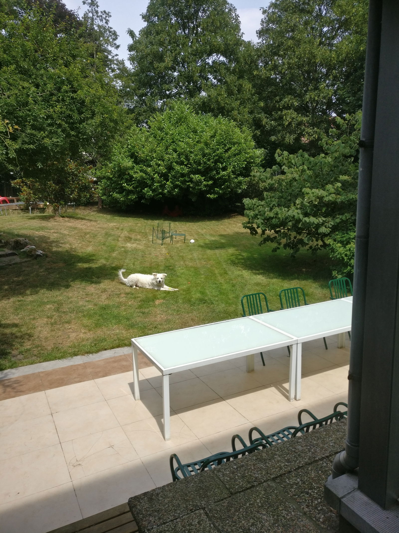 Famiglia Schaerbeek 235503