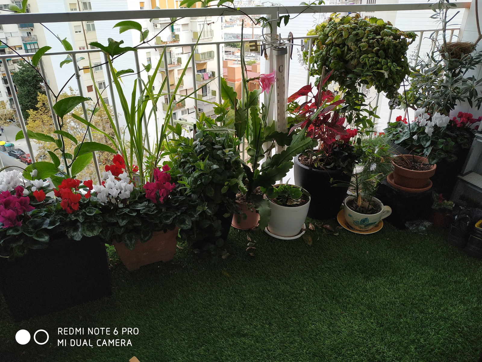 Famiglia L'Hospitalet de Llobregat 248237