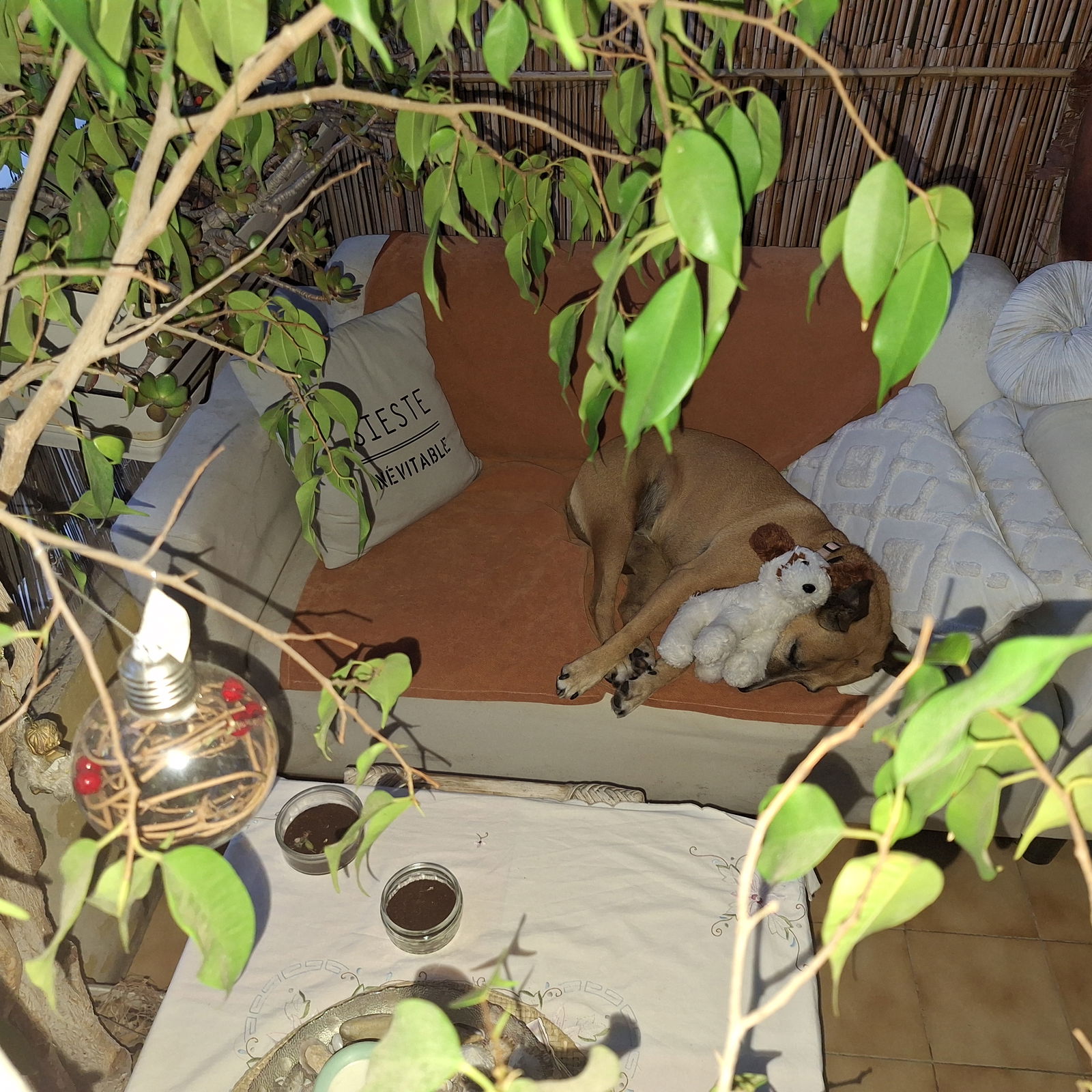 Famiglia Nice 241736