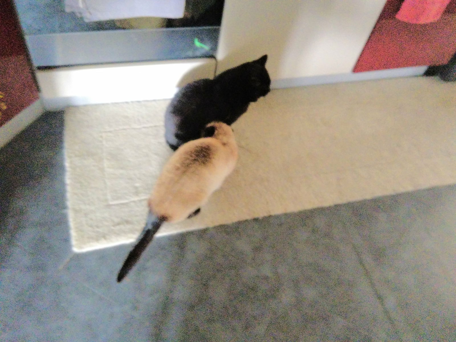 Famiglia Plémet 256996