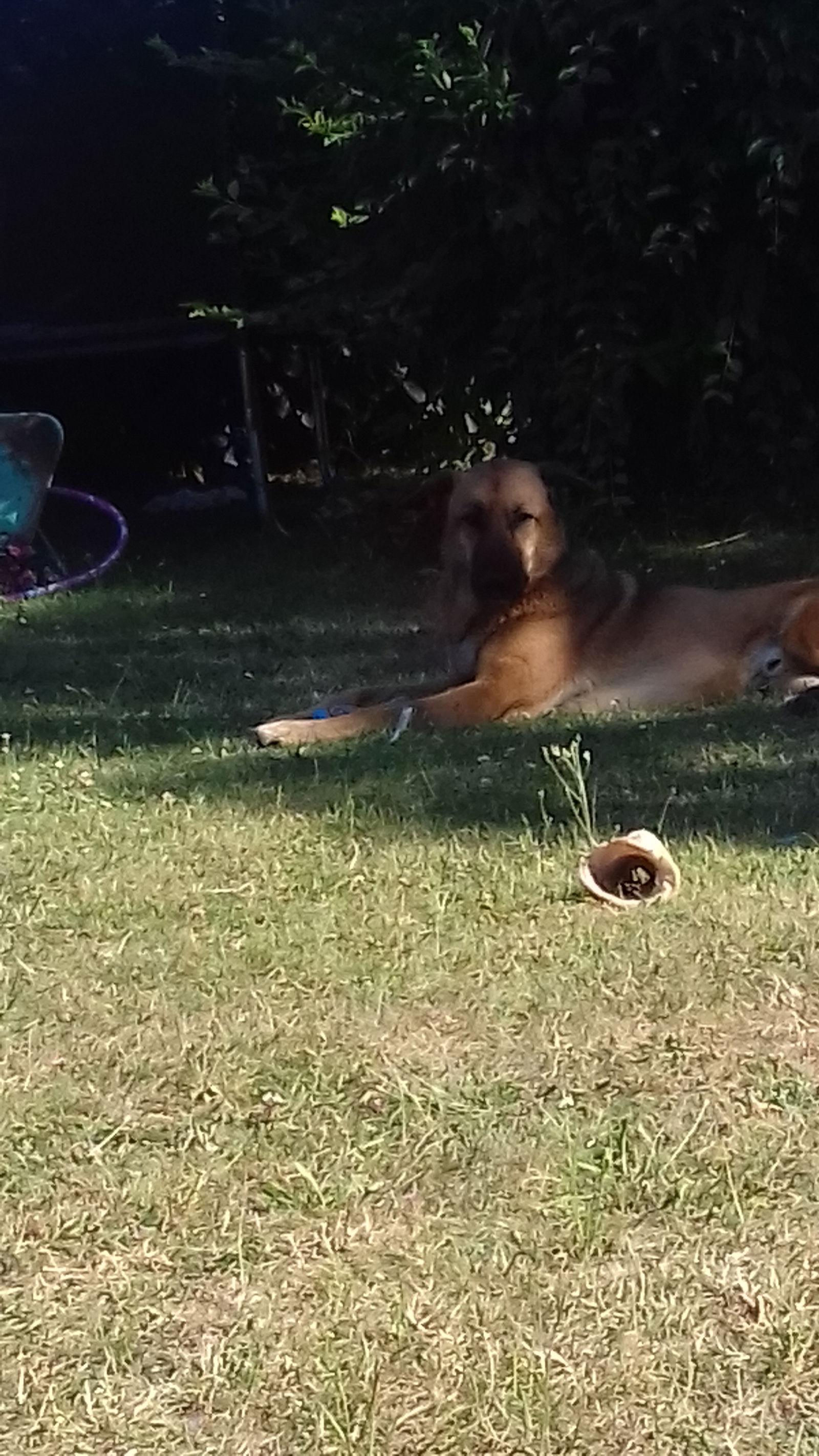 Famiglia Cottenchy 89348