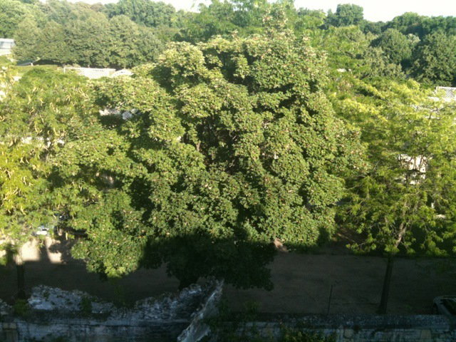 Famiglia Saint-Denis 51431