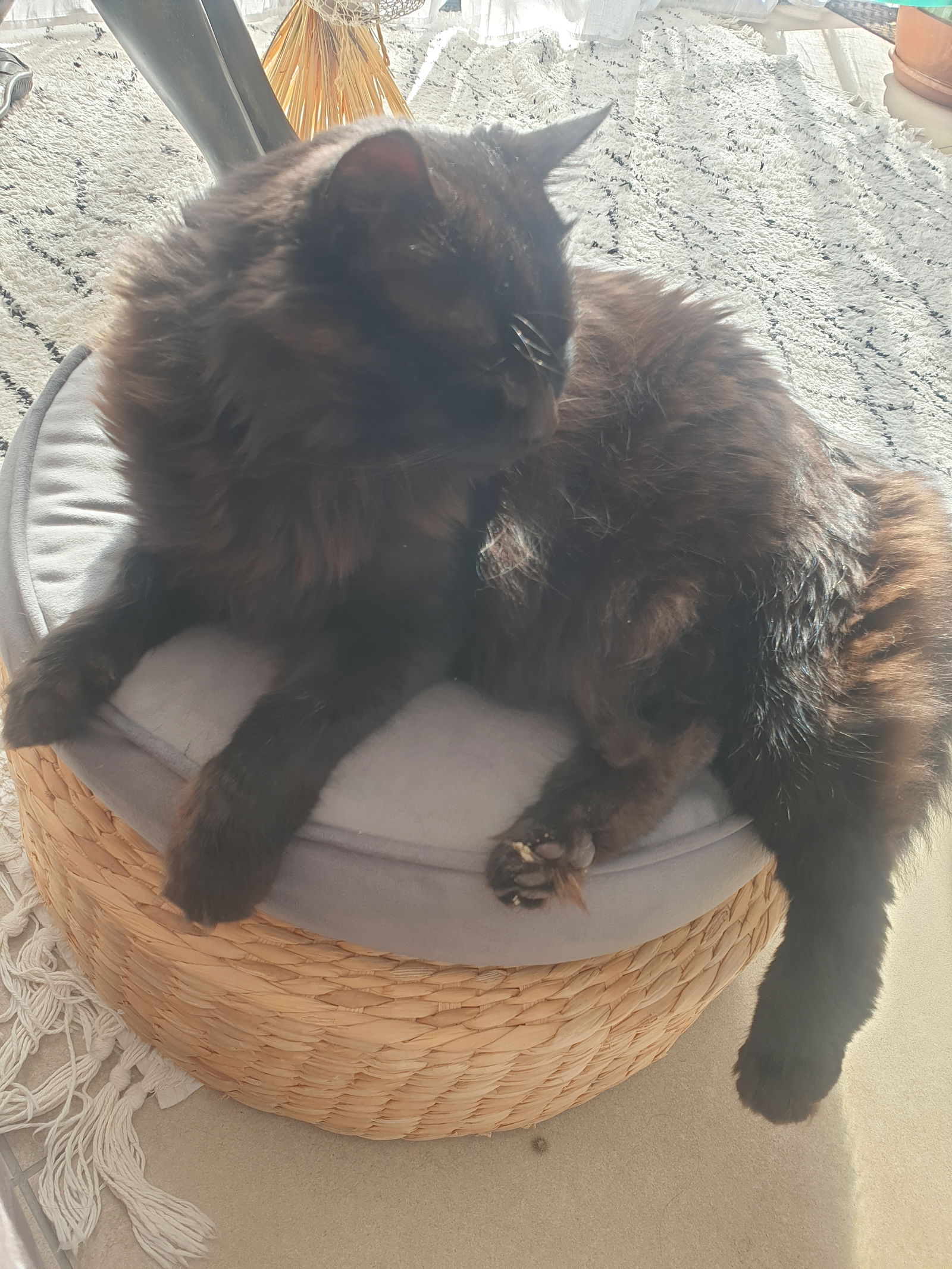 Famiglia Pailhes 426639