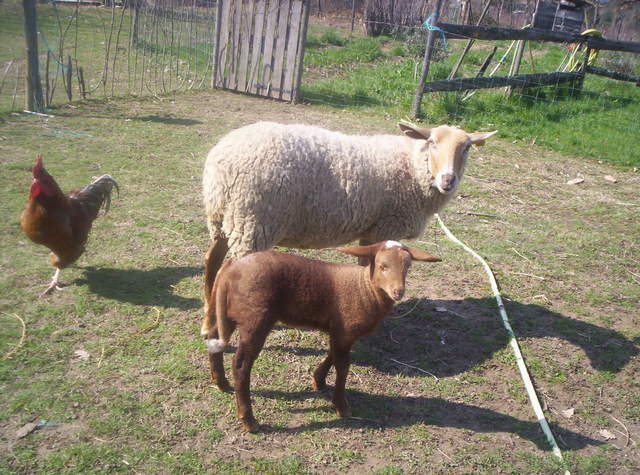 Famiglia Ruoms 55941