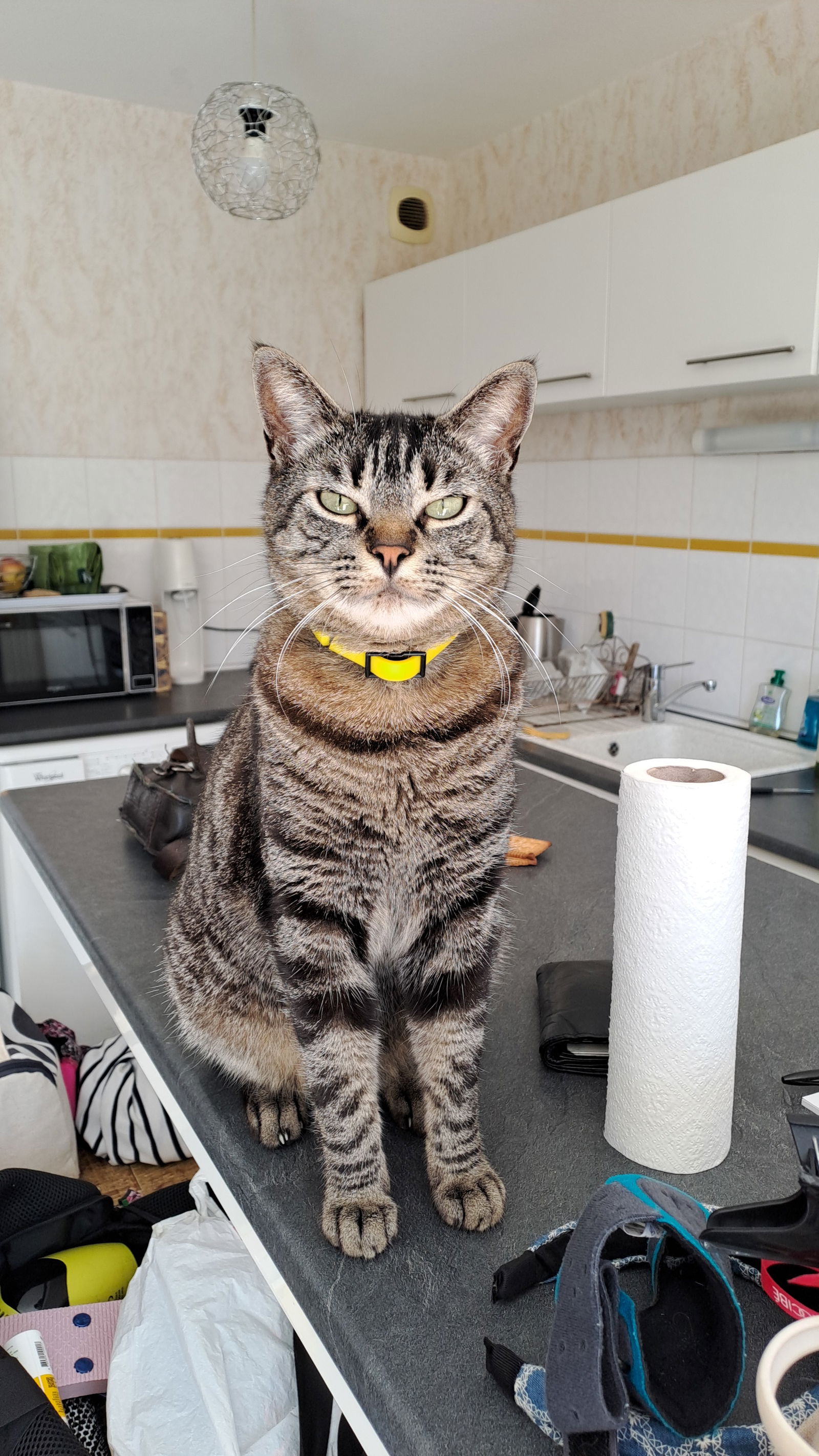 Famiglia Montpellier 241099