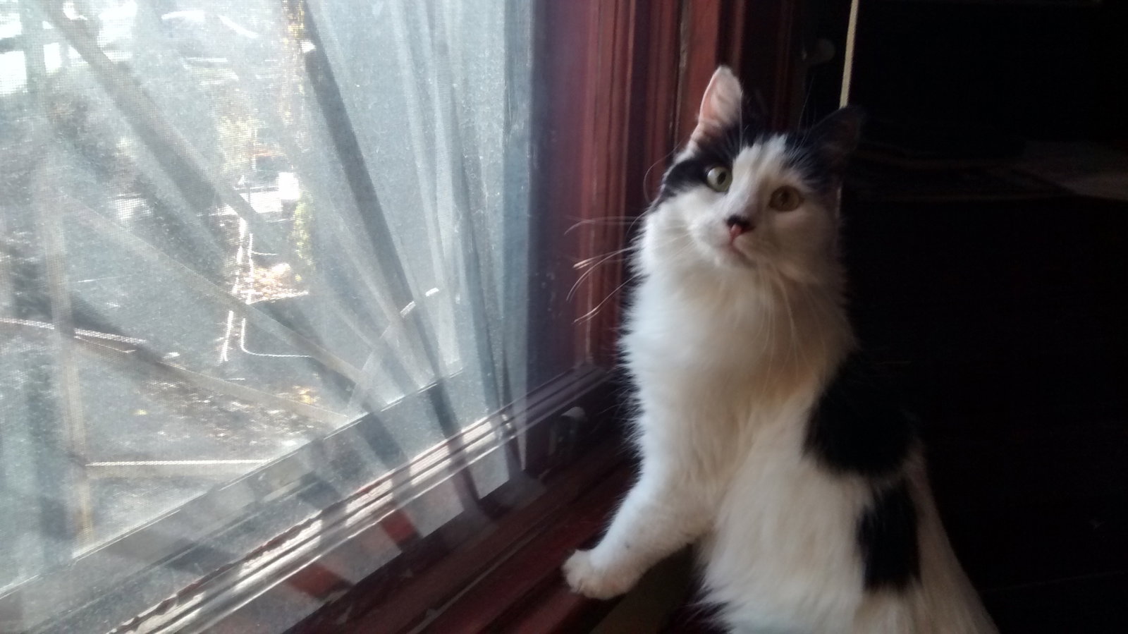 Famiglia Montréal 133804