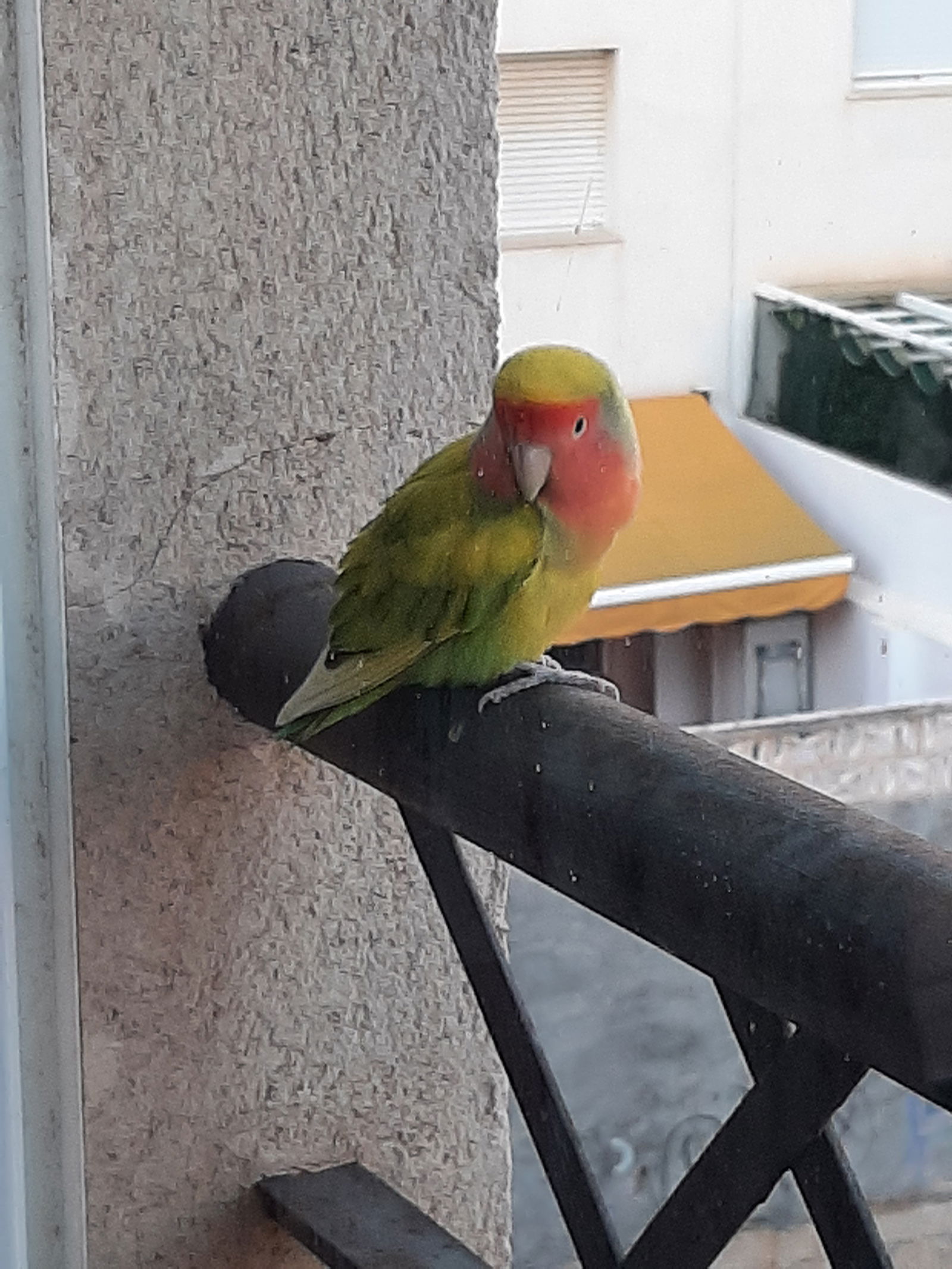 Famiglia La Unión 257410