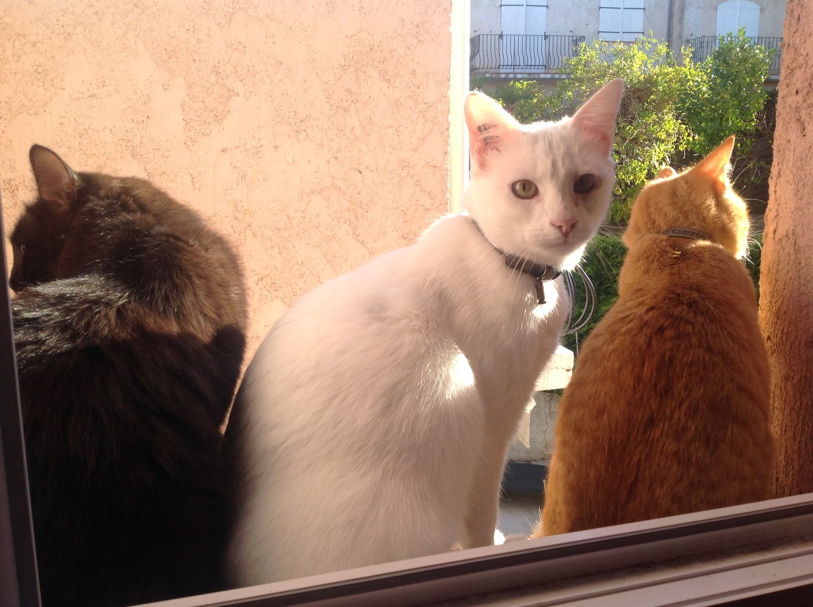 Famiglia Villeneuve-Loubet 368014