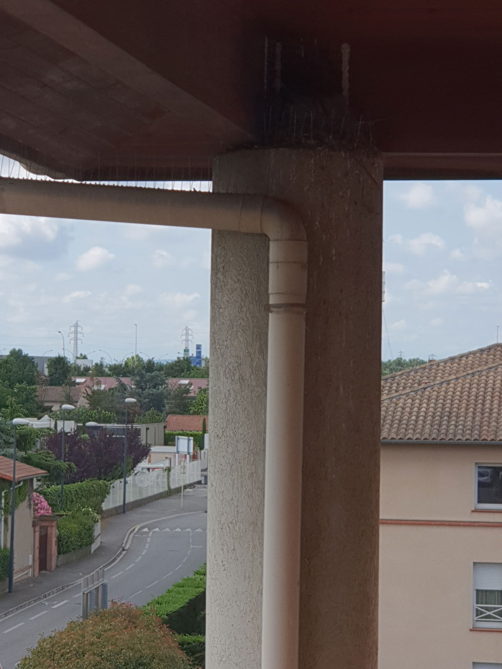 Famiglia Toulouse 238429