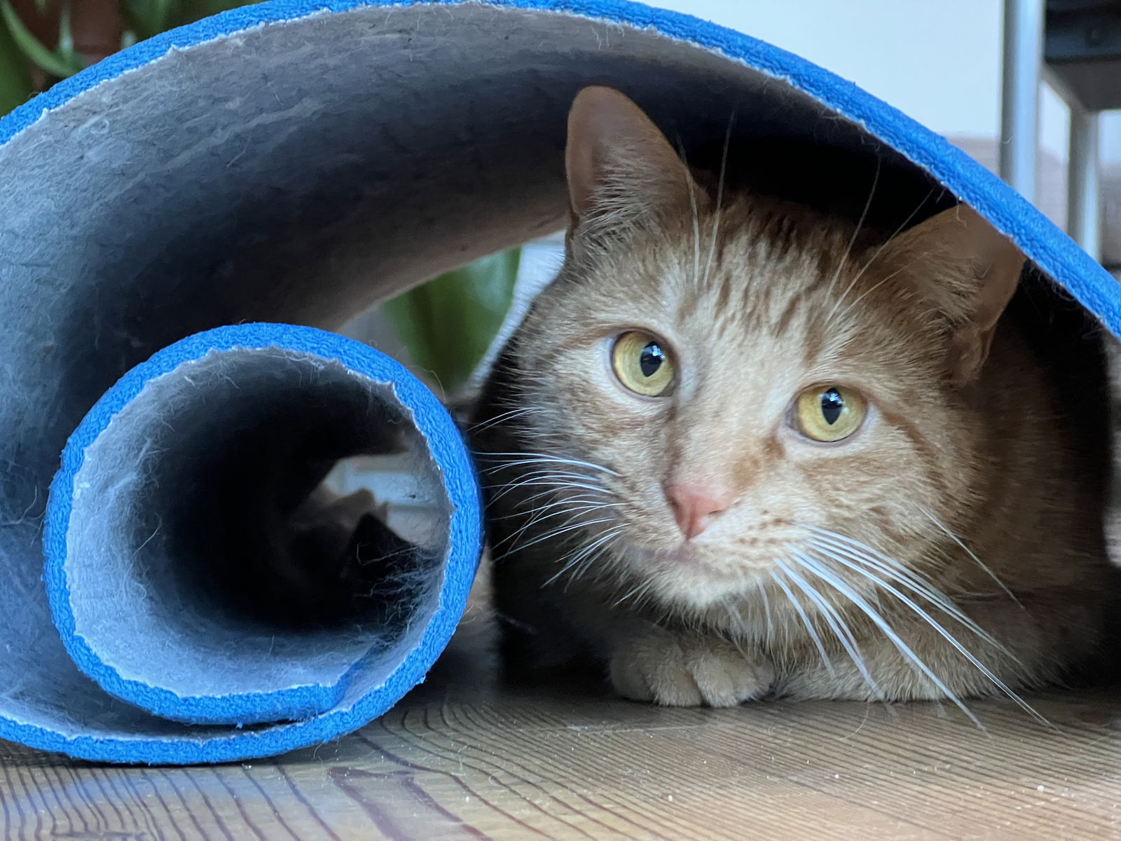 Famiglia Troinex 330126