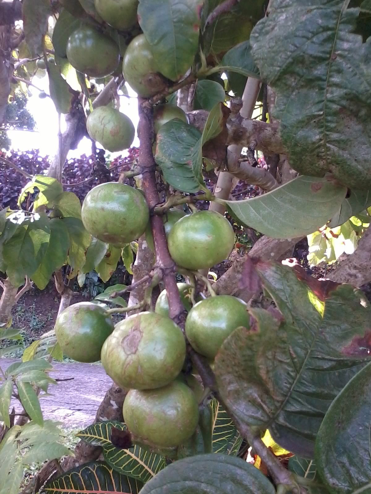 Famiglia Martinique 67506