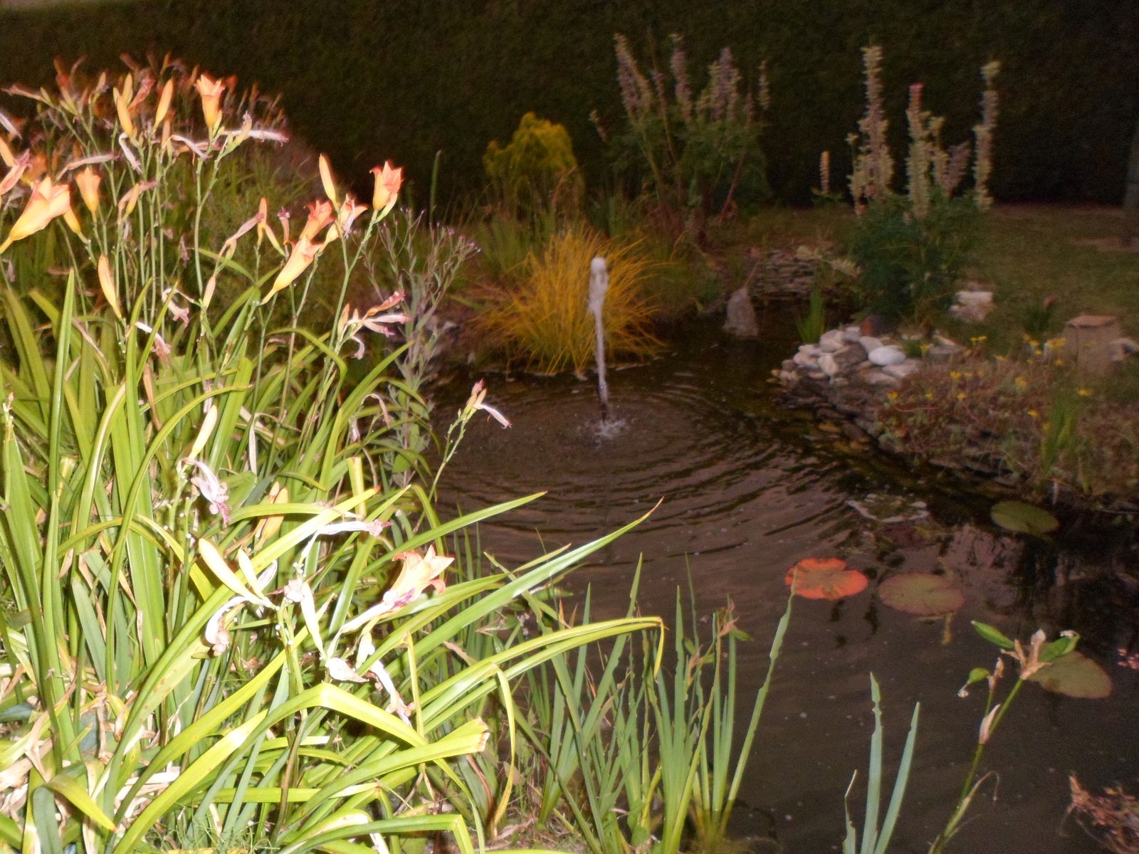 Famiglia Trévières 71915