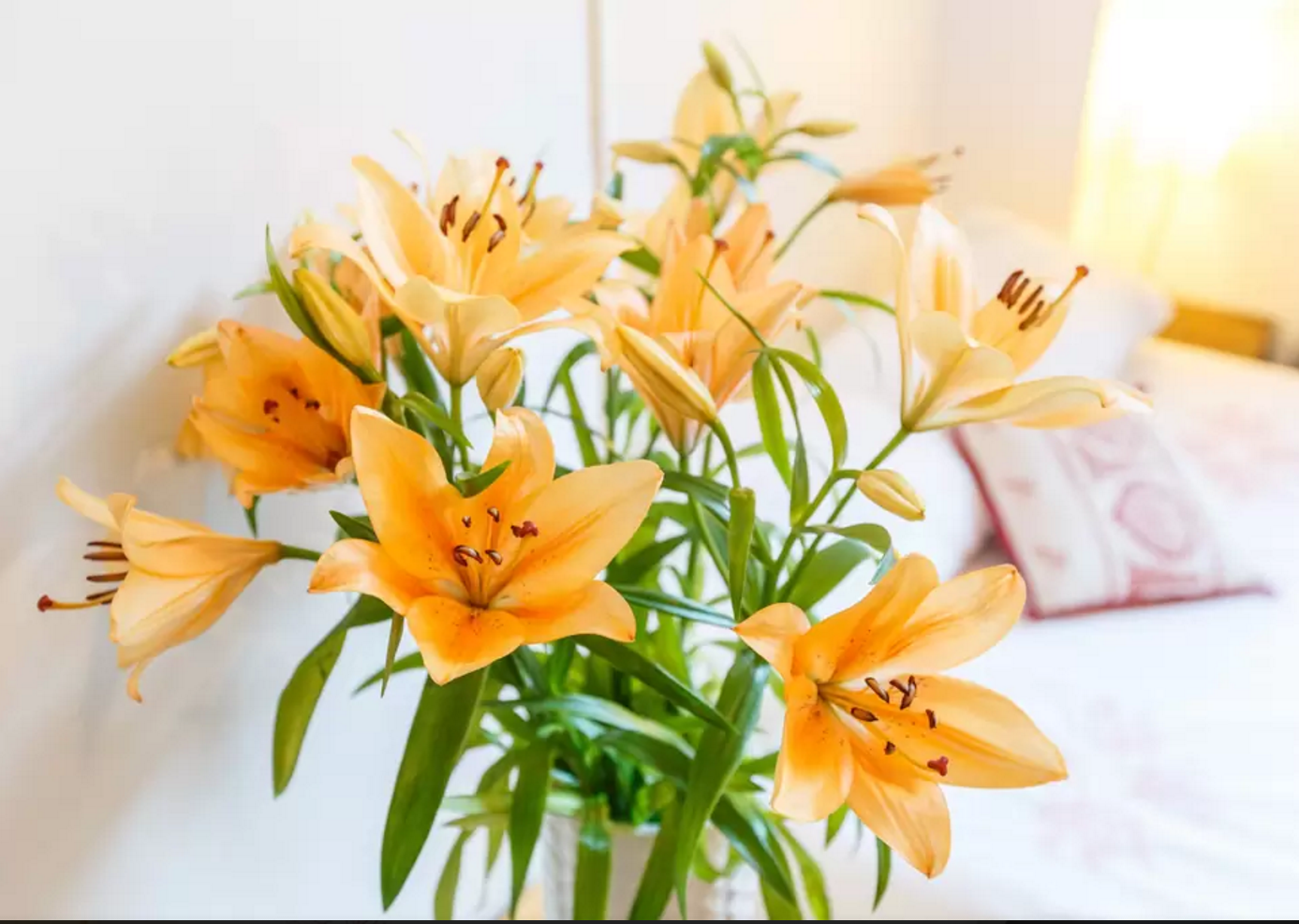 Homestay Paris 153189