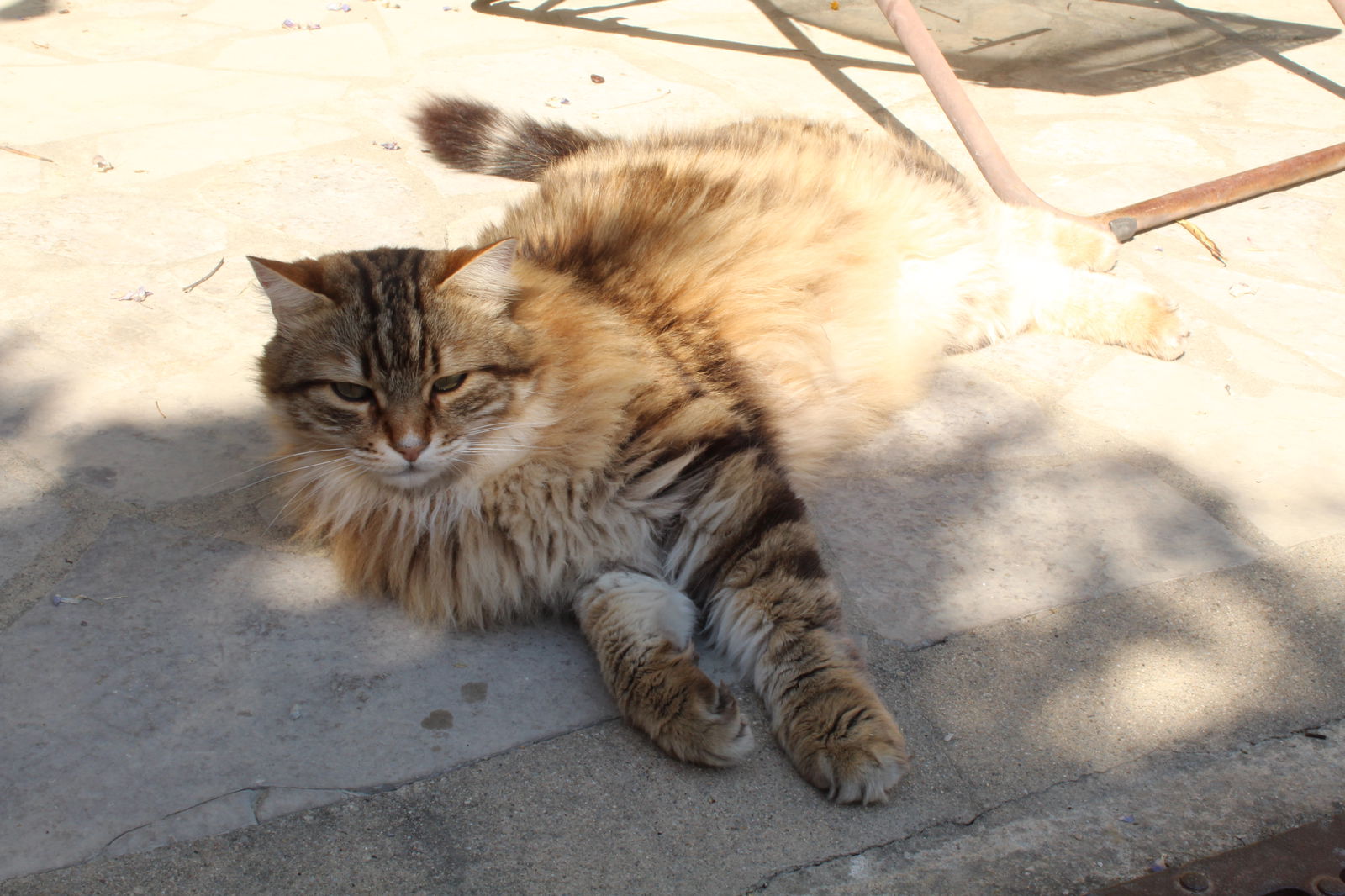 Unabhängiges Studio Saint-Théodorit 223417