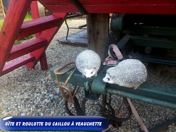 Logement Entier Veauchette 114513-6