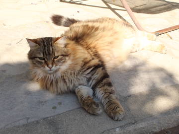 Logement Entier Saint-Théodorit 223417-16