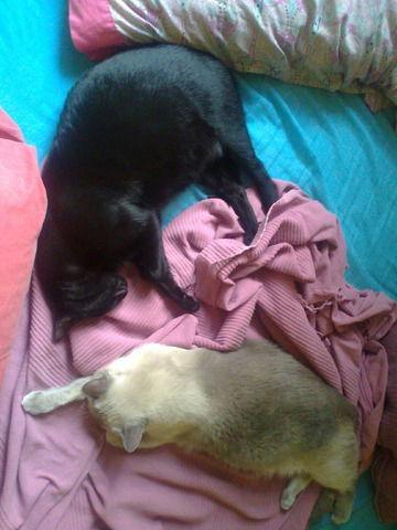 Hjemmeophold Sevilla 38296