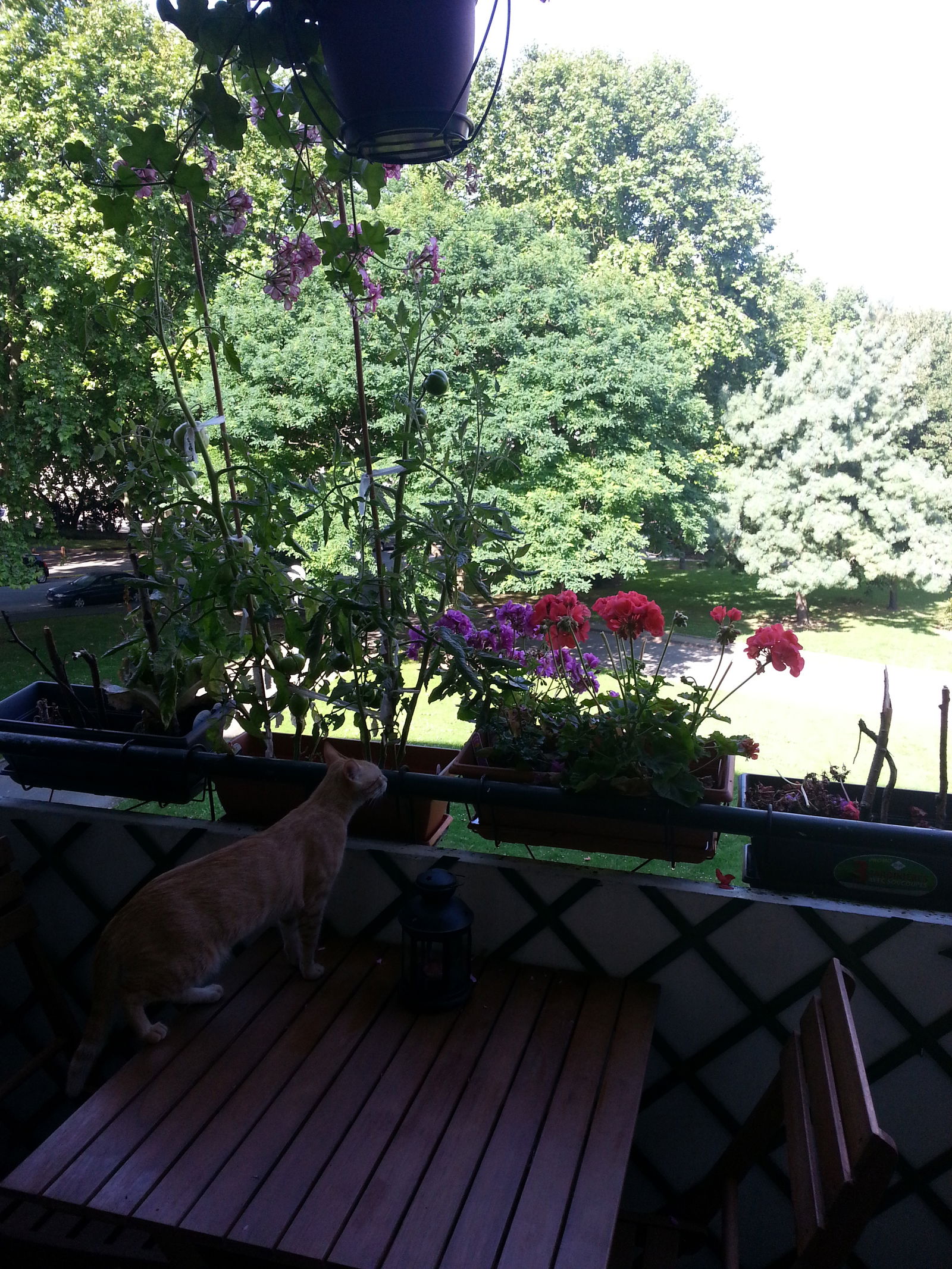 Homestay Maisons-Alfort 78872