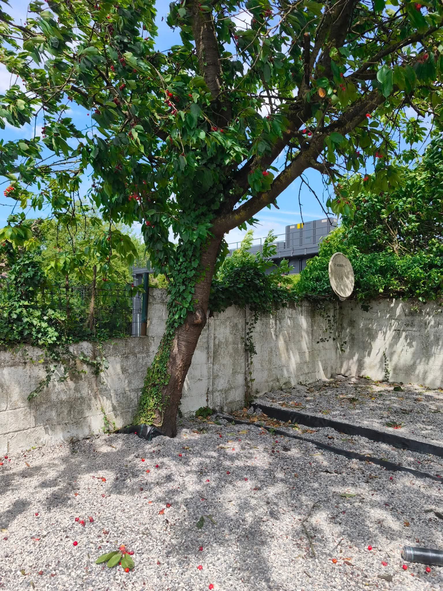 Kolokasie Charleroi 598459