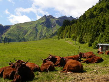 Chambre À Louer Le Mont-Dore 70831