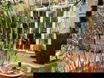 Shared Accommodation Montpellier 608903