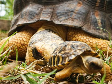 Logement Entier Cap Malheureux 224621-11