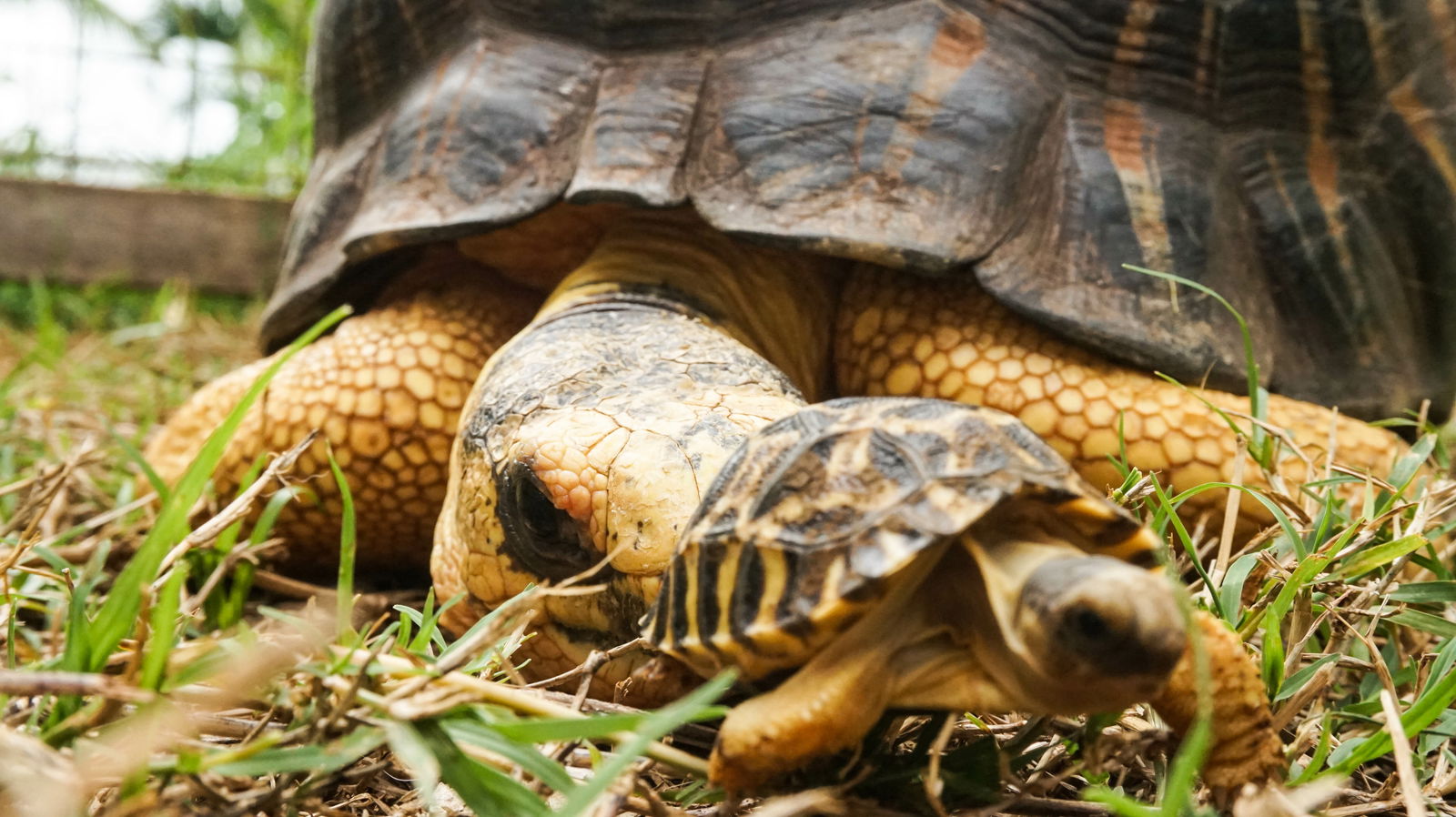 Studio Indépendant Cap Malheureux 224621