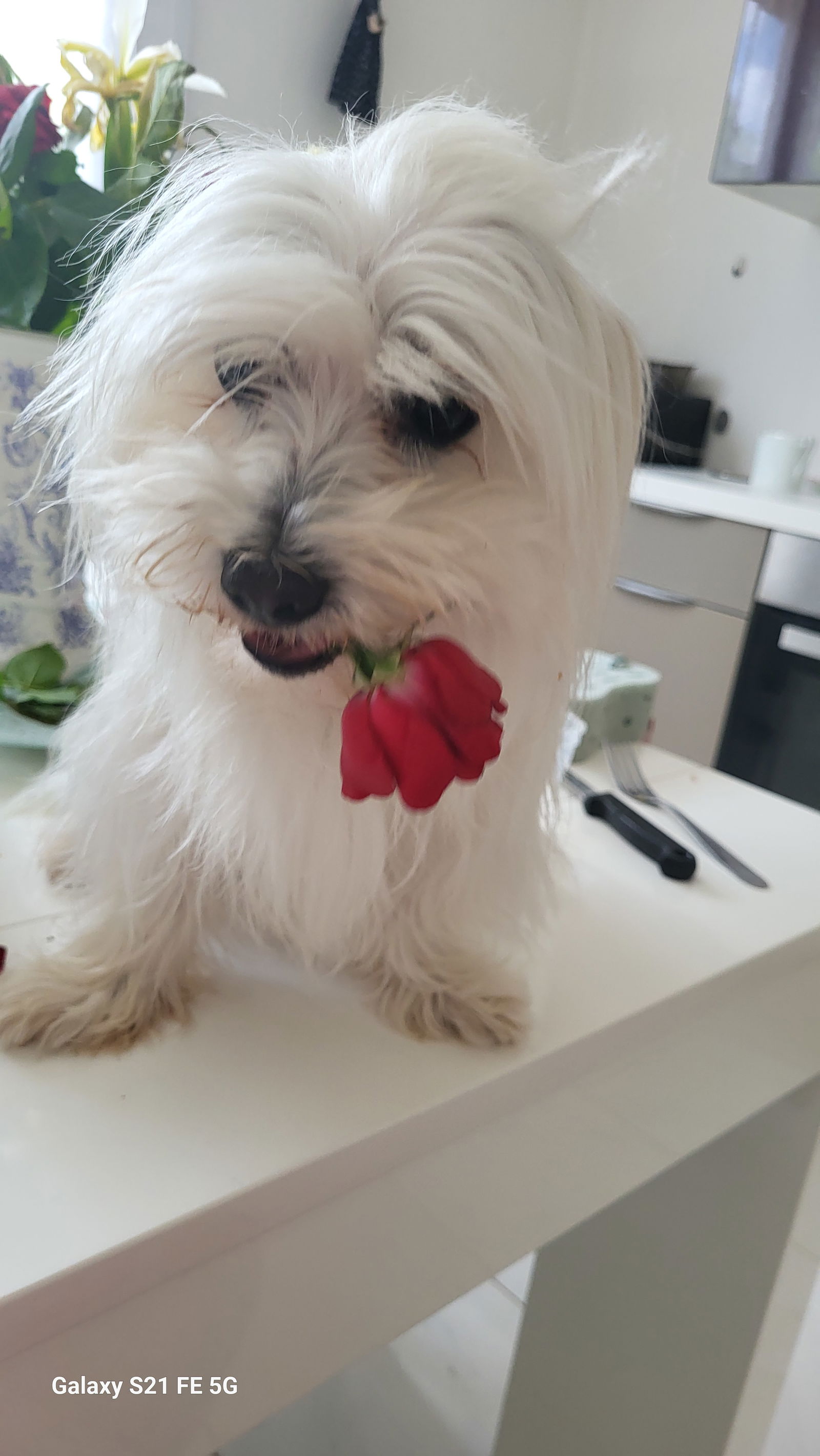 Famiglia Les Aires 383592