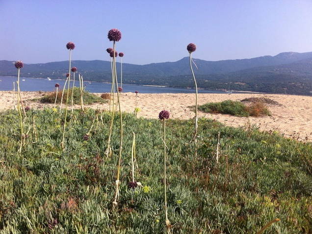 Ganzes Haus Olmiccia 54426-4