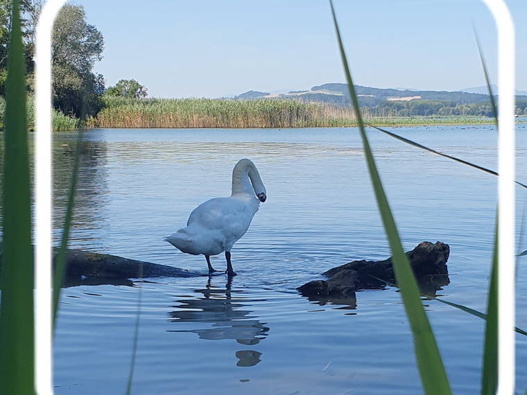 Gehele Woning Cheyres-Châbles 646831