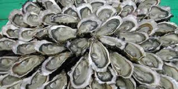 Niezależne Studio Arcachon 45505