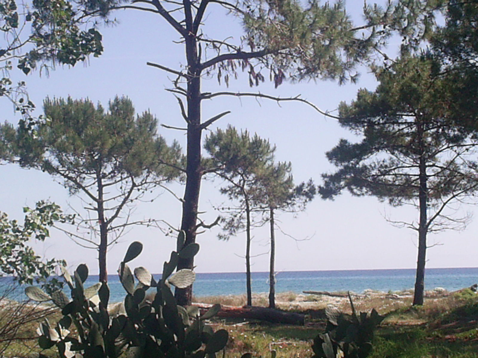 Niezależne Studio Borgo 64106