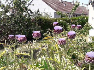 Colocation Démouville 59895-6