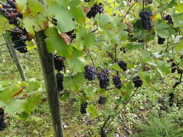 Chambre D'hôte Auneuil 13237-9