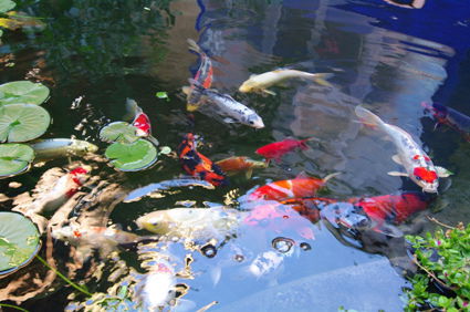 Chambre Chez L'habitant Montpellier 174818