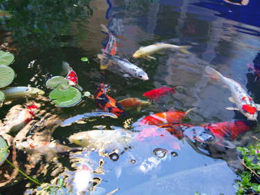 Hospedagem Em Casa De Família Montpellier 174818-3