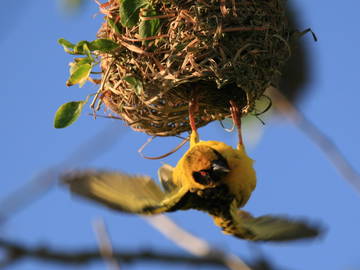 Logement Entier Piton 230708-22