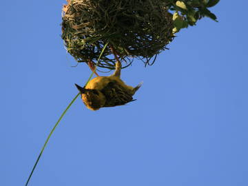 Logement Entier Piton 230708-21